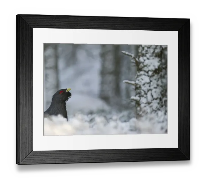 Framed Print : Capercaile Tetrao urogallus male in winter Highlands Scotland February Framed Print : Capercaile Tetrao urogallus male in winter Highlands Scotland February
