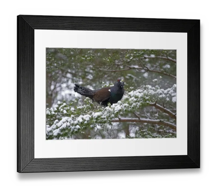 Framed Print : Capercailie Tetrao urogallus male in winter Highlands Scotland February Framed Print : Capercailie Tetrao urogallus male in winter Highlands Scotland February
