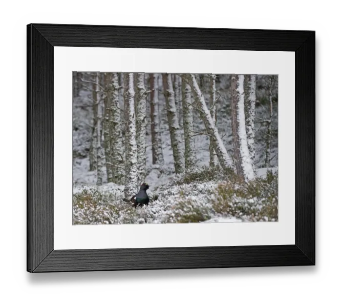 Framed Print : Capercailie Tetrao urogallus male in winter Highlands Scotland February Framed Print : Capercailie Tetrao urogallus male in winter Highlands Scotland February