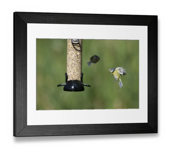 Framed Print : 005703 Framed Print : 005703