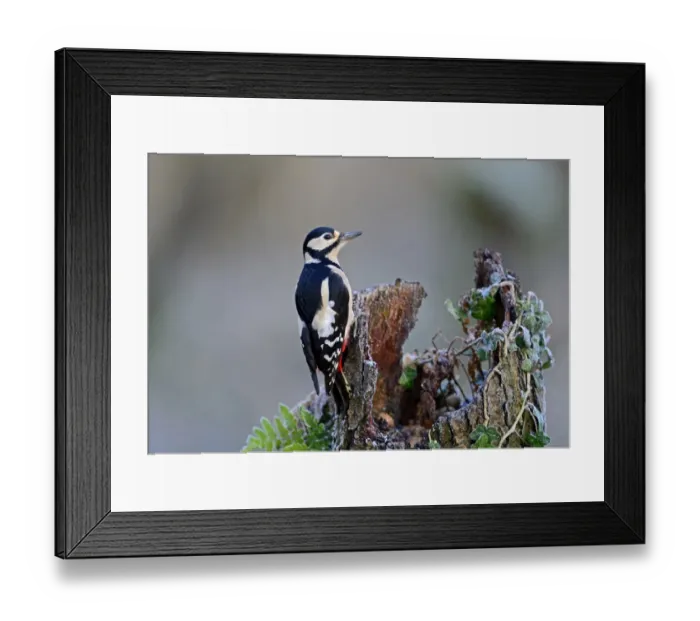 Framed Print : Great spotted Woodpecker Dendrocopos major Norfolk November Framed Print : Great spotted Woodpecker Dendrocopos major Norfolk November