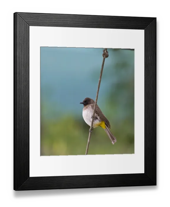 Framed Print : Common Bulbul Pycnonotus barbatus Masai Mara Kenya Framed Print : Common Bulbul Pycnonotus barbatus Masai Mara Kenya