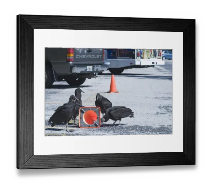 Framed Print : American Black Vultures Coragyps atratus trying pull a traffic bollard apart in car Framed Print : American Black Vultures Coragyps atratus trying pull a traffic bollard apart in car