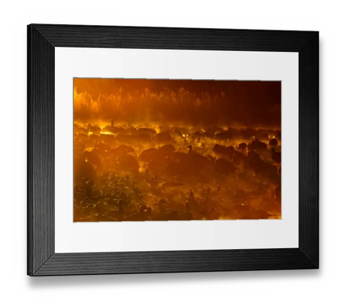 Framed Print : Snow Geese (Chen caerulescens) at dawn Bosque del Apache New Mexico USA winter Framed Print : Snow Geese (Chen caerulescens) at dawn Bosque del Apache New Mexico USA winter