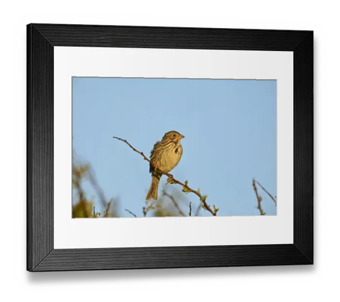 Framed Print : Corn Bunting Miliaria calandra Norfolk May Framed Print : Corn Bunting Miliaria calandra Norfolk May