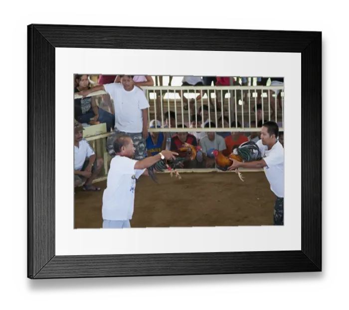 Framed Print : Matching cockerels before a cock fight Palawan Philippines Framed Print : Matching cockerels before a cock fight Palawan Philippines