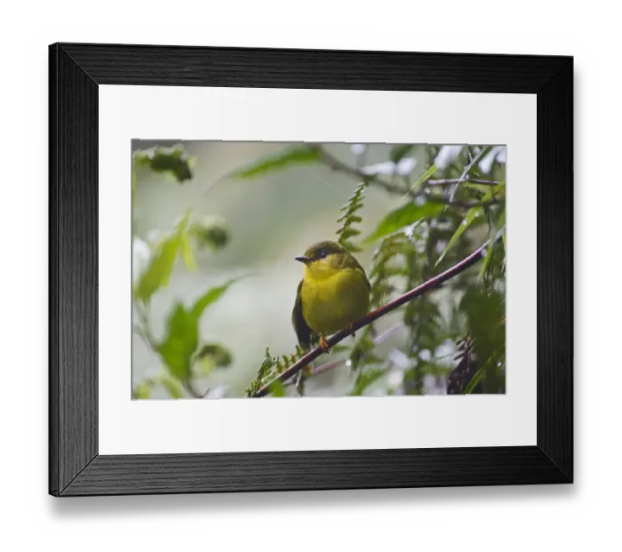 Framed Print : Canary Flycatcher Microeca papuana Western Highlands Papua New Guinea Framed Print : Canary Flycatcher Microeca papuana Western Highlands Papua New Guinea