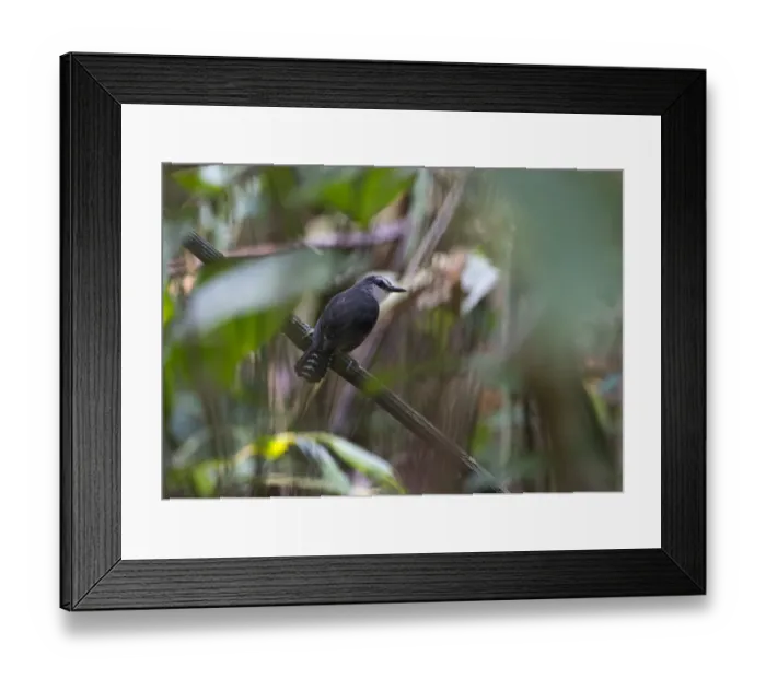 Framed Print : White-throated Ant Bird Gymnopithys salvini Tambopata Peru Framed Print : White-throated Ant Bird Gymnopithys salvini Tambopata Peru