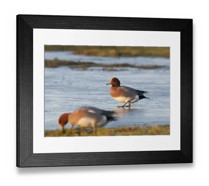Framed Print : Wigeon Anas penelope male walking on ice Holkham Norfolk Framed Print : Wigeon Anas penelope male walking on ice Holkham Norfolk