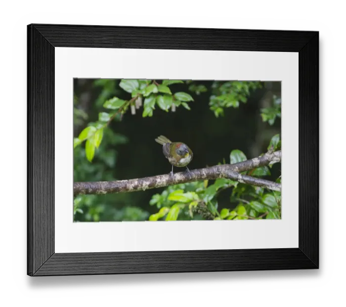 Framed Print : Rufous-naped Whistler Pachycephala rufinucha Western Highlands Papua New Guinea Framed Print : Rufous-naped Whistler Pachycephala rufinucha Western Highlands Papua New Guinea