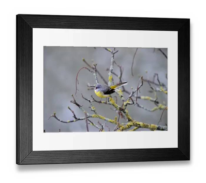 Framed Print : Grey Wagtail (Motacilla cinerea) male in song n early sping Norfolk Framed Print : Grey Wagtail (Motacilla cinerea) male in song n early sping Norfolk
