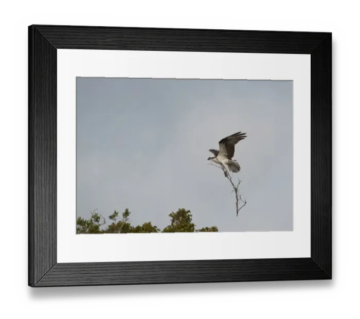 Framed Print : Osprey Pandion haliaets carrying stick to nest Florida Everglades Framed Print : Osprey Pandion haliaets carrying stick to nest Florida Everglades
