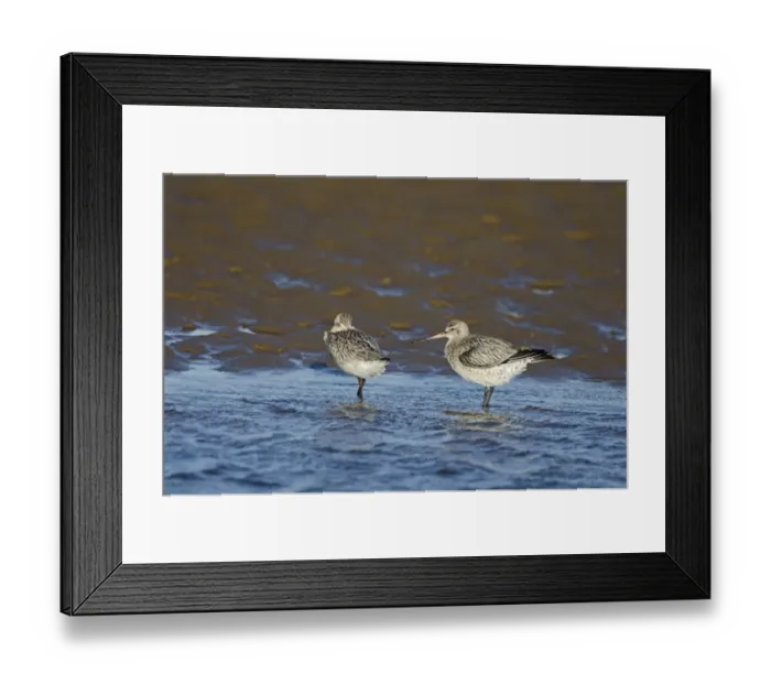 Framed Print : Bar-tailed Godwit (Limosa lapponica) Norfolk winter Framed Print : Bar-tailed Godwit (Limosa lapponica) Norfolk winter