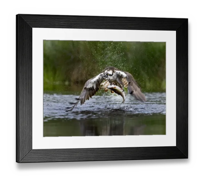 Framed Print : Osprey Pandion haliaetus with trout Rothiemurchus fish farm Speyside Scotland July Framed Print : Osprey Pandion haliaetus with trout Rothiemurchus fish farm Speyside Scotland July