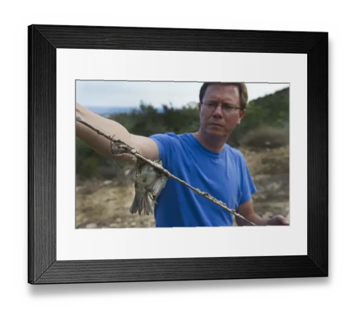 Framed Print : Martin Hellicar from Birdlife Cyprus holding a limestrick with trapped Blackcap Cyprus Framed Print : Martin Hellicar from Birdlife Cyprus holding a limestrick with trapped Blackcap Cyprus