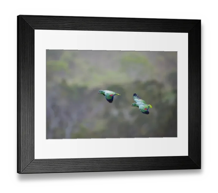 Framed Print : Mealy Parrot Amazona farinosa flying above the canopy of the Amazon Rainforest Tambopata Framed Print : Mealy Parrot Amazona farinosa flying above the canopy of the Amazon Rainforest Tambopata