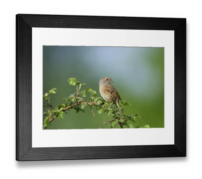 Framed Print : Dunnock Prunella modularis in song Norfolk spring Framed Print : Dunnock Prunella modularis in song Norfolk spring