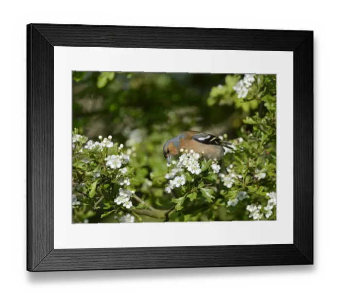 Framed Print : Chaffinch Fringila coelebs male on hawthorn hedge Norfolk May Framed Print : Chaffinch Fringila coelebs male on hawthorn hedge Norfolk May