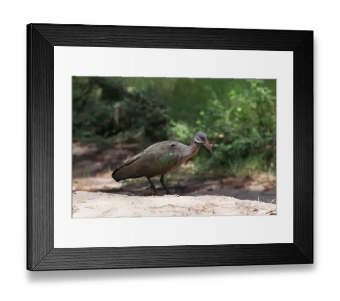Framed Print : Hadada Ibis Bostrychia hagedash Samburu Kenya Framed Print : Hadada Ibis Bostrychia hagedash Samburu Kenya