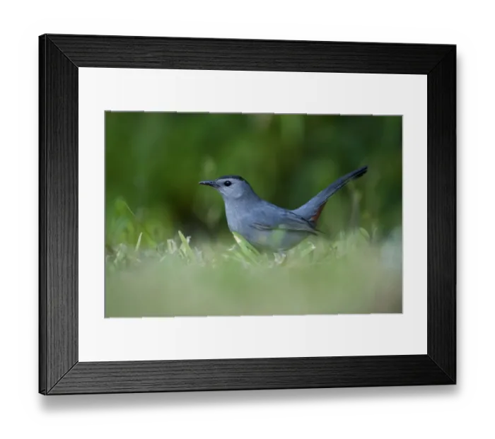 Framed Print : Grey Catbird Dumetella carolinensis Florida USA Framed Print : Grey Catbird Dumetella carolinensis Florida USA