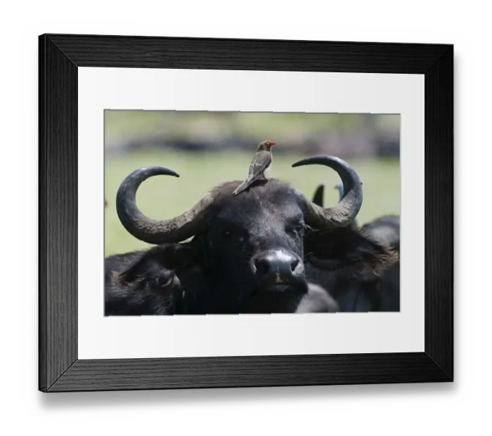 Framed Print : Red-billed Oxpecker Buphagus erythorhynchus on Cape Buffalo Lake Nakuru Kenya Framed Print : Red-billed Oxpecker Buphagus erythorhynchus on Cape Buffalo Lake Nakuru Kenya