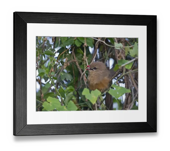 Framed Print : Sirkeer Malkoha or Sirkeer Cuckoo (Phaenicophaeus leschenaultii) Bharatpur India