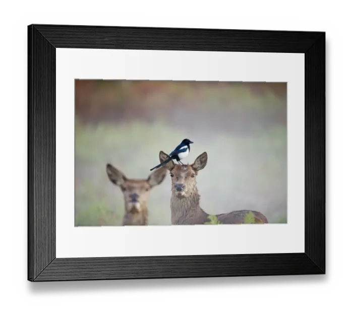 Framed Print : Magpie Pica pica feeding on tics on Red Deer hind Rivhmond Park London autumn Framed Print : Magpie Pica pica feeding on tics on Red Deer hind Rivhmond Park London autumn