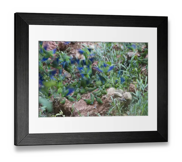 Framed Print : Blue-headed (Pionus menstruus) (Amazona farinosa) at a clay lick Tambopata Peru Amazonia Framed Print : Blue-headed (Pionus menstruus) (Amazona farinosa) at a clay lick Tambopata Peru Amazonia