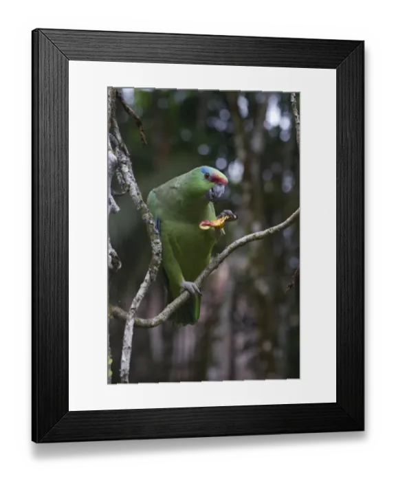 Framed Print : Festive Parrot Amazona festiva Iquitos Amazon Peru Framed Print : Festive Parrot Amazona festiva Iquitos Amazon Peru