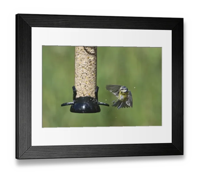 Framed Print : 005702 Framed Print : 005702