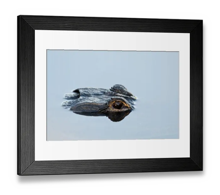 Framed Print : American Alligator Alligator mississippensis Anhinga Trail Florida Everglades Framed Print : American Alligator Alligator mississippensis Anhinga Trail Florida Everglades