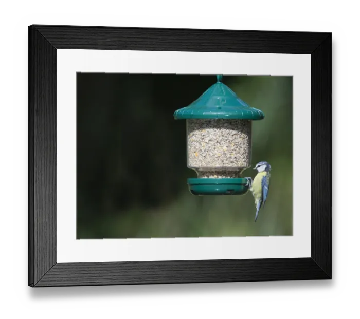 Framed Print : 005648 Framed Print : 005648