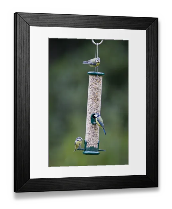 Framed Print : 004410 Framed Print : 004410