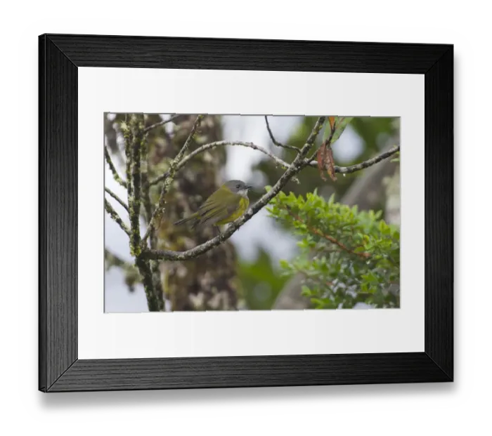Framed Print : Lorents Whistler Pachycephala lorentzi Western Highlands Papua New Guinea Framed Print : Lorents Whistler Pachycephala lorentzi Western Highlands Papua New Guinea