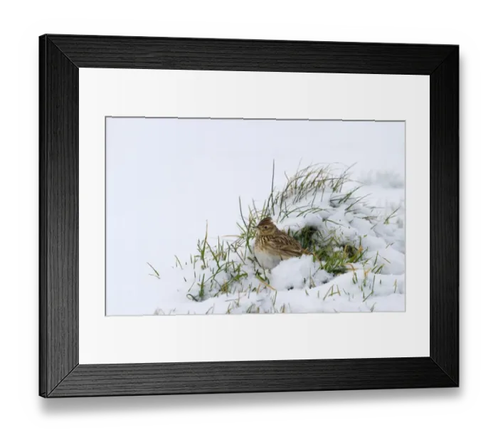 Framed Print : Skylark Alauda arvensis on farmland in winter Norfolk December Framed Print : Skylark Alauda arvensis on farmland in winter Norfolk December