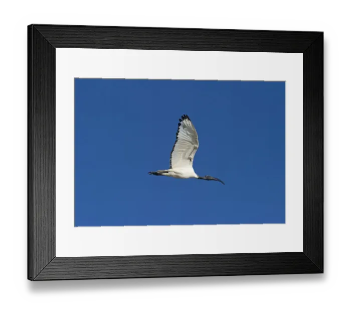 Framed Print : Sacred Ibis Threskiornis aethiopicus Lake Nakuru Kenya Framed Print : Sacred Ibis Threskiornis aethiopicus Lake Nakuru Kenya