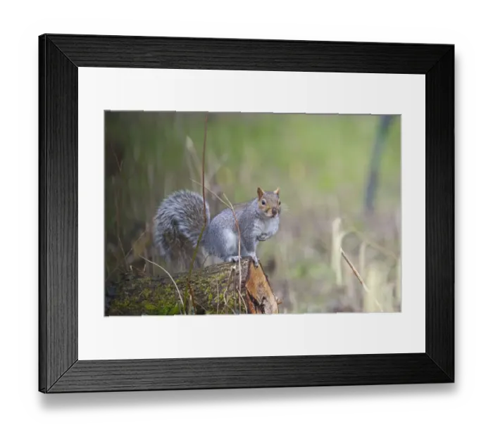 Framed Print : Grey Squirrel Norfolk winter Framed Print : Grey Squirrel Norfolk winter