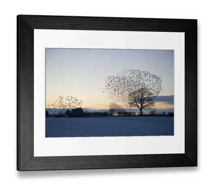 Framed Print : Starlings Sturnus vulgarus arriving at roost Gretna Dumfries Scotland December Framed Print : Starlings Sturnus vulgarus arriving at roost Gretna Dumfries Scotland December