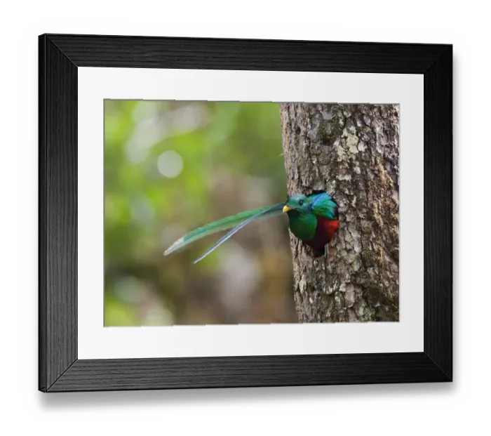 Framed Print : Resplendent Quetzal Pharomachrus moccino male looking out of nest hole Central Highlands Framed Print : Resplendent Quetzal Pharomachrus moccino male looking out of nest hole Central Highlands