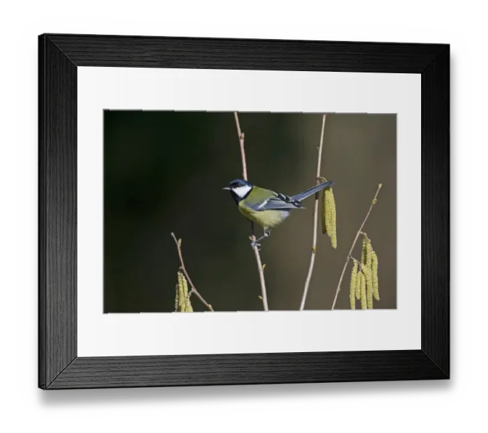 Framed Print : Great Tit Parus major in garden Norfolk spring