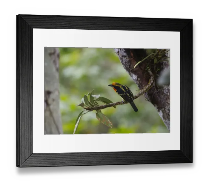 Framed Print : Gilded Barbet Capito auratus male Amazon Peru Framed Print : Gilded Barbet Capito auratus male Amazon Peru