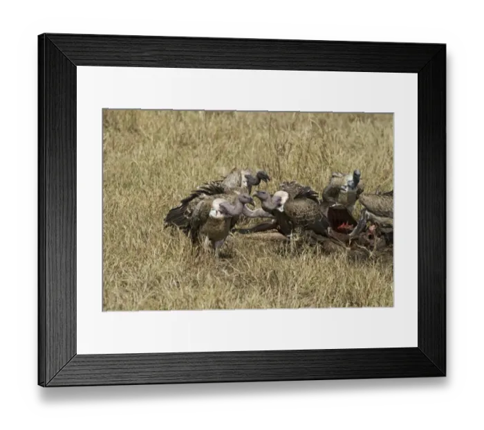 Framed Print : Ruppells Griffon Vultures Gyps rueppellii at carcass Masai Mara Kenya Framed Print : Ruppells Griffon Vultures Gyps rueppellii at carcass Masai Mara Kenya