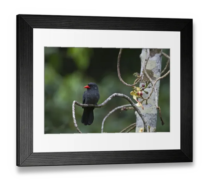 Framed Print : Black-fronted Nunbird Monasa nigifrons Iquitos Amazon Peru