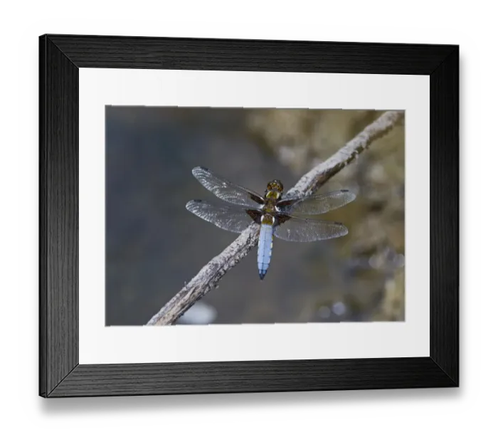 Framed Print : Broad-bodied Chaser Libellula depressa male Norfolk Framed Print : Broad-bodied Chaser Libellula depressa male Norfolk
