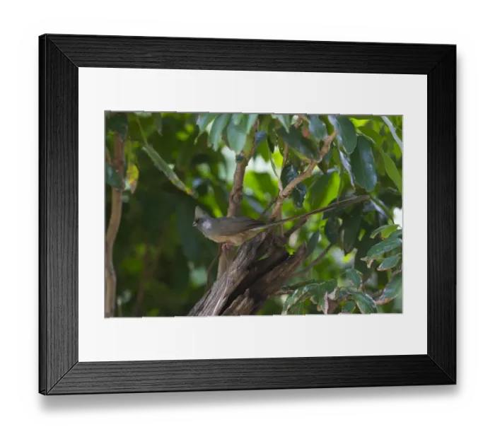 Framed Print : Speckled Mousebird Colius striatus Masai Mara Kenya Framed Print : Speckled Mousebird Colius striatus Masai Mara Kenya