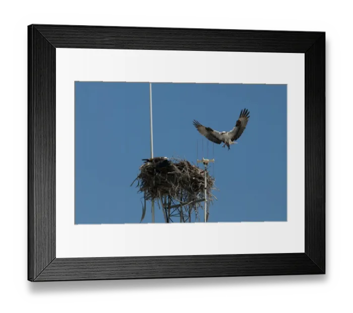 Framed Print : Osprey Pandion haliaetus bringng fish to nest on radio mast Florida Everglades Framed Print : Osprey Pandion haliaetus bringng fish to nest on radio mast Florida Everglades