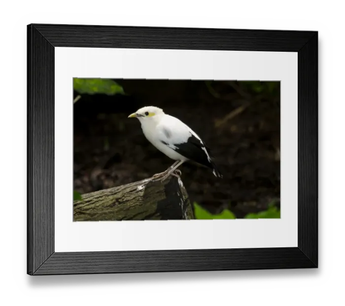 Framed Print : Black-winged Starling (Acridotheres melanopterus) also known as black winged mynah Framed Print : Black-winged Starling (Acridotheres melanopterus) also known as black winged mynah
