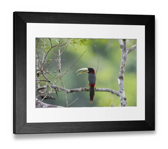 Framed Print : Ivory-billed Aracari Pteroglossus azara Amazon River Nr Iquitos Peru Framed Print : Ivory-billed Aracari Pteroglossus azara Amazon River Nr Iquitos Peru
