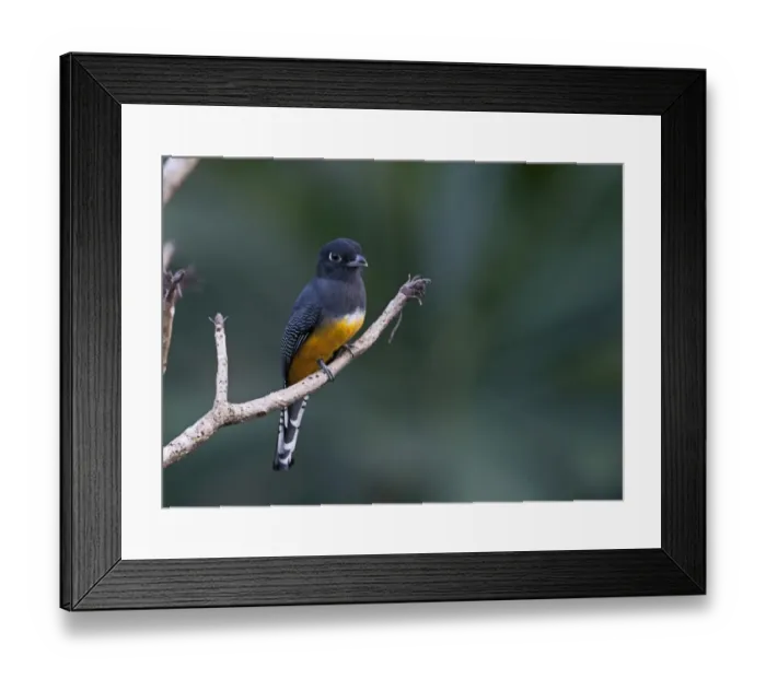 Framed Print : Violaceous Trogon Trogon violaceus La Selva Costa Rica