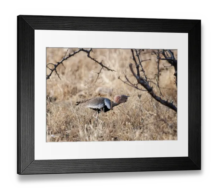 Framed Print : Buff-crested Bustard Eupodotis gindlana male displaying to female Samburu Kenya Framed Print : Buff-crested Bustard Eupodotis gindlana male displaying to female Samburu Kenya